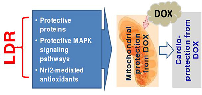 Hypothesized mechanisms by which LDR protects the heart from DOX.