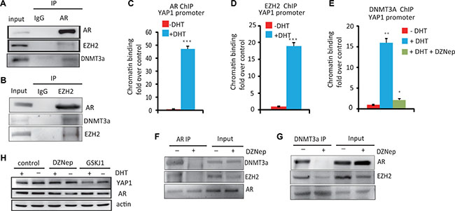 The essential role of the AR&#x2013;DNMT3a and EZH2 complex in the regulation of YAP1 expression.