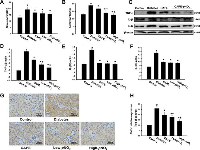 CAPE and CAPE-pNO2 inhibited inflammatory cytokines expression in diabetic mice.