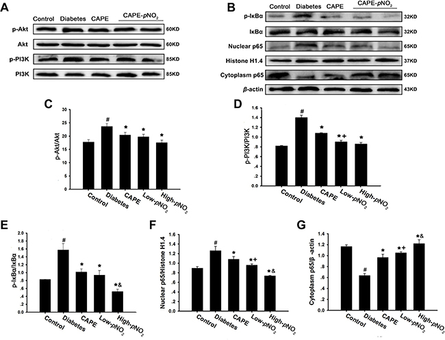 CAPE and CAPE-pNO2 inhibited inflammation through the Akt/NF-&#x03BA;B pathway in diabetic mice.