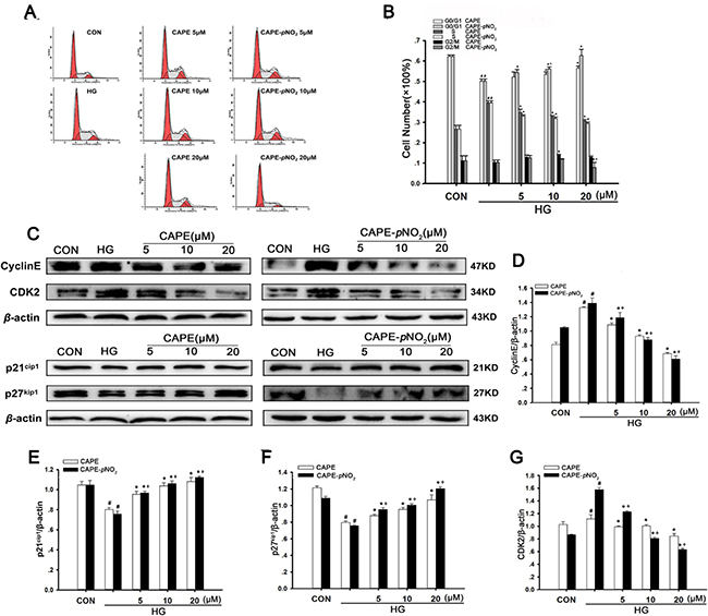 CAPE and CAPE-pNO2 arrested HG-induced cell cycle progression.