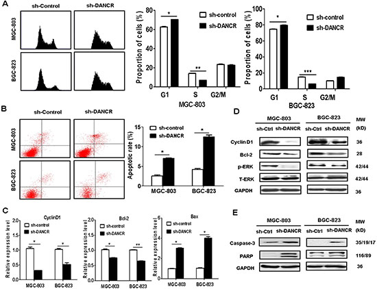 DANCR knockdown induces cell cycle arrest and cell apoptosis.