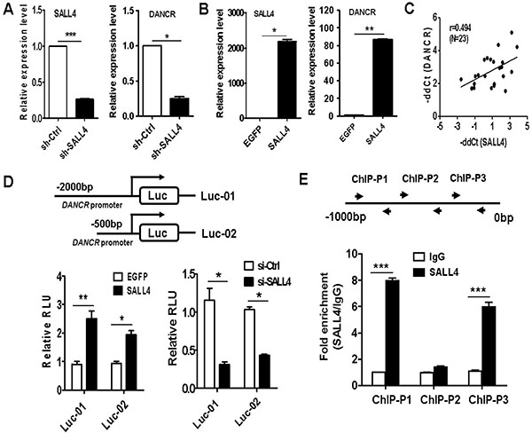 DANCR is activated by SALL4 in gastric cancer cells.
