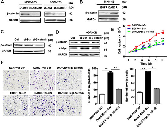 DANCR activates &#x03B2;-catenin pathway to promote gastric cancer progression.