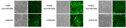 GFP-labeled lentivirus (LV)-hsa-miR-200c and its negative control (NC) infected A549, H1975 and H1299.