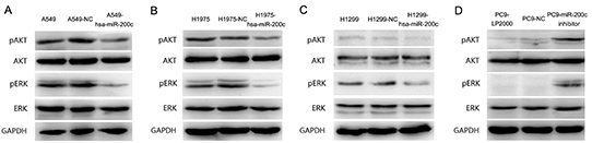 PI3K/AKT and MEK/ERK are two important signal pathways regulated by miR-200c.