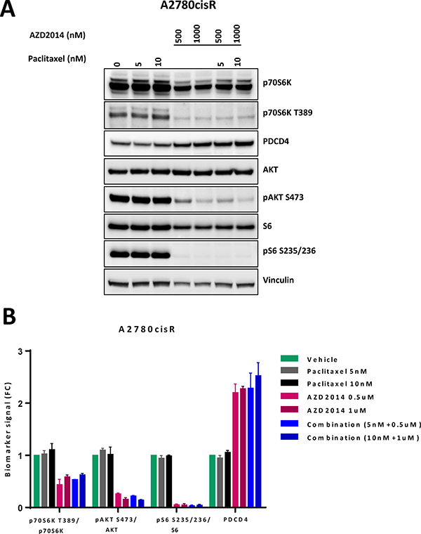 Effects of vistusertib and paclitaxel on signal transduction.