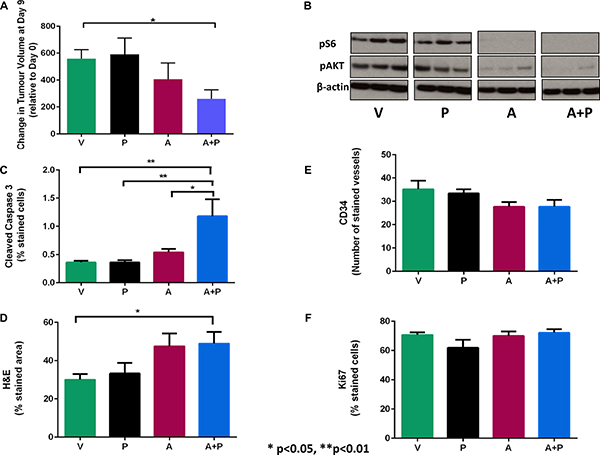 Growth and molecular response of A2780CisR xenografts following 2 weeks of treatment with vistusertib.