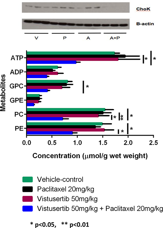 Metabolic response and choline kinase status of A2780CisR xenografts following 2 weeks of treatment with vistusertib.