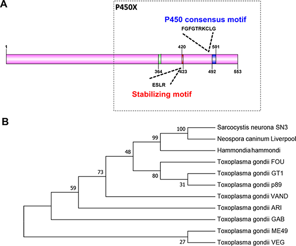 Comparison of the Tg-P450 protein with CYP450 proteins from other species.