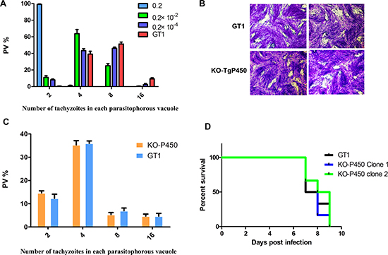 Knocking out Tg-P450 has no effect on T. gondii proliferation.