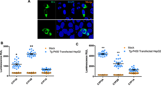 Tg-P450 CYP enzymatic activities in HepG2 cells.