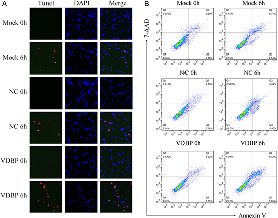 Overexpression of VDBP increased the OGD/R-induced cell apoptosis in H9C2 cells (each group, n = 5).