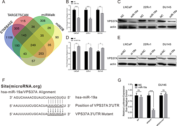 MiR-19a directly targets VPS37A in PCa cells.