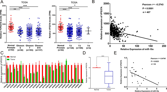 Correlations between the expression levels of miR-19a and VPS37A.