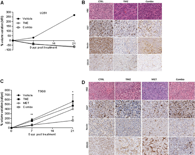 MET and TMZ effects in in vivo glioma models.