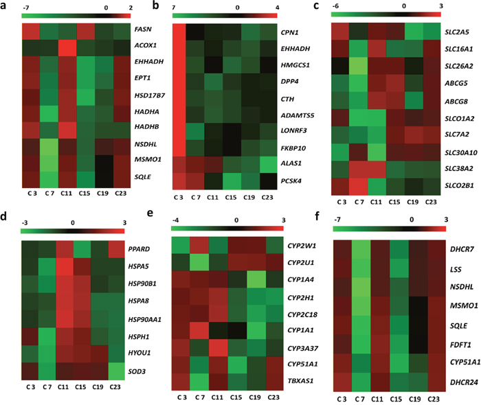 Diurnally regulated transcripts of liver targeted for nutrient metabolism.