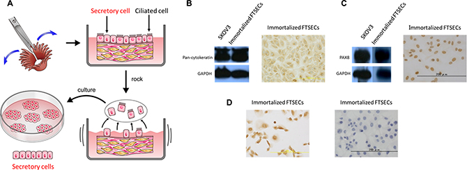 Fallopian tube secretory epithelial cell (FTSEC) isolation and characterization.