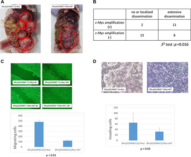 Association between c-Myc amplification and metastasis in high-grade serous ovarian carcinoma (HGSOC).