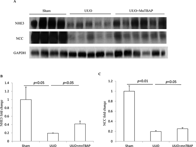 Protein expressions of NHE3 and NCC in obstructed kidneys following MnTBAP treatment.