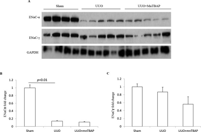 Protein expressions of ENaC&#x03B1; and ENaC&#x03B3; in obstructed kidneys following MnTBAP treatment.