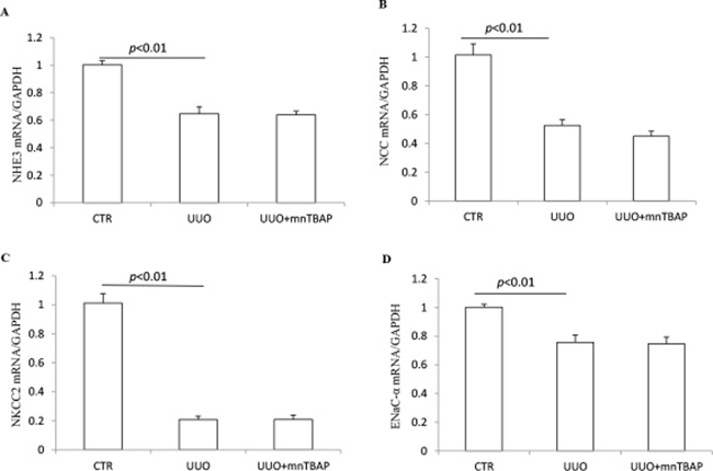 mRNA expressions of sodium transporters in obstructed kidneys following MnTBAP treatment.