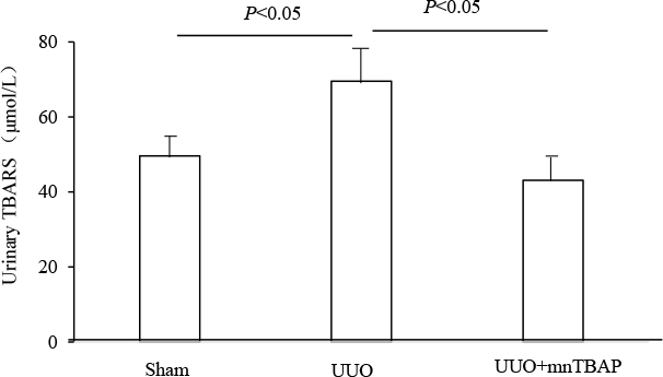 Urinary TBARS levels in UUO mice following MnTBAP treatment.
