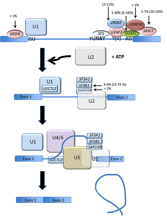 Splicing factor gene mutation in AML and MDS.
