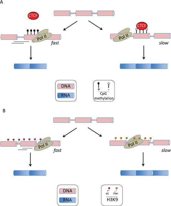 Epigenetic alterations in alternative mRNA splicing.