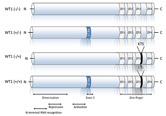 Schematic representation of the four main Wilms tumor suppressor gene (WT1) isoforms.