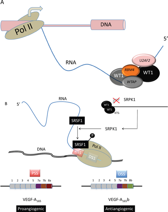 WT1 in alternative mRNA splicing.