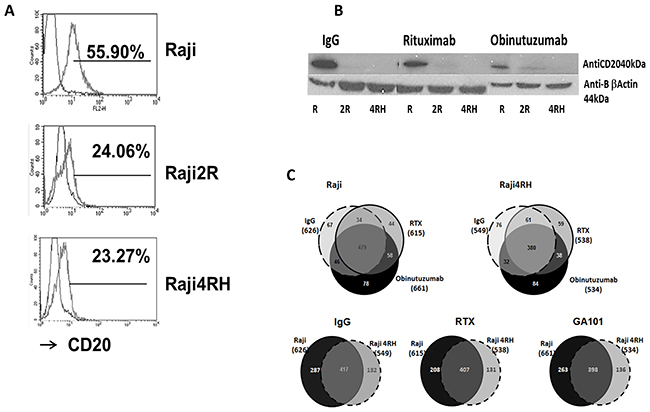 Identification and quantification of phosphorylated proteins in RTX-sensitive and -resistant BL cell lines after obinutuzumab vs. RTX.