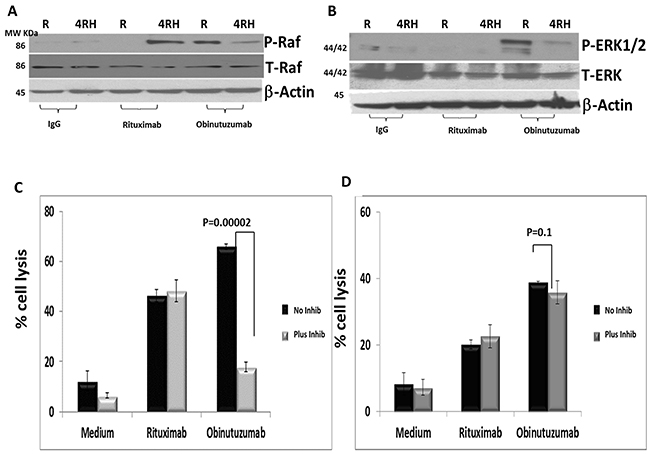 Differential phosphorylation of RAF/ERK1/2 in Raji and RajiRH may contribute to differential effect of ERK1 inhibition on NK-mediated cytotoxicity after obinutuzumab (Obit) vs. RTX.