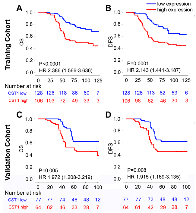 Kaplan-Meier survival analysis of overall survival and disease-free survival according to CST1 expression status of CRC patients in the training cohort and validation cohort.