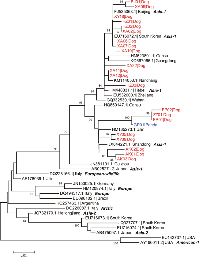 Phylogenetic analysis of domestic dog and giant panda CDV isolates.