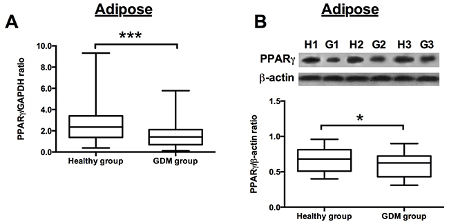 PPAR&#x03B3; expression in the adipose from healthy pregnant and GDM subjects.