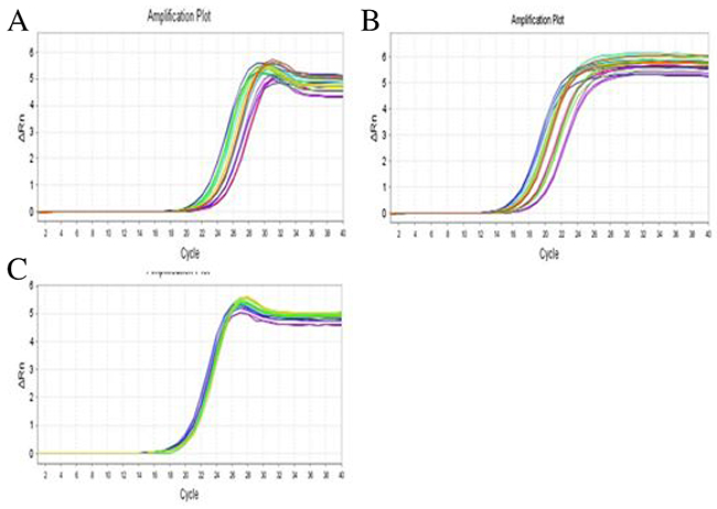 Gene amplification curves of three categories of intestinal bacteria.