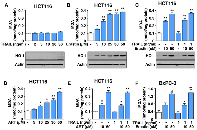 ART and erastin, but not TRAIL, induce lipid peroxidation.