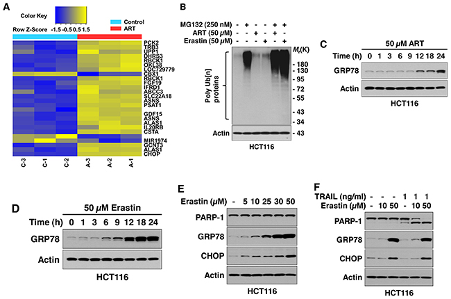 Ferroptotic agents induce ER stress in HCT116 cells.