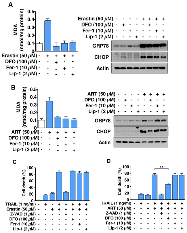 The combinatorial treatment of ferroptotic agent and TRAIL promotes apoptosis via ER stress, but not lipid peroxidation in HCT116 cells.