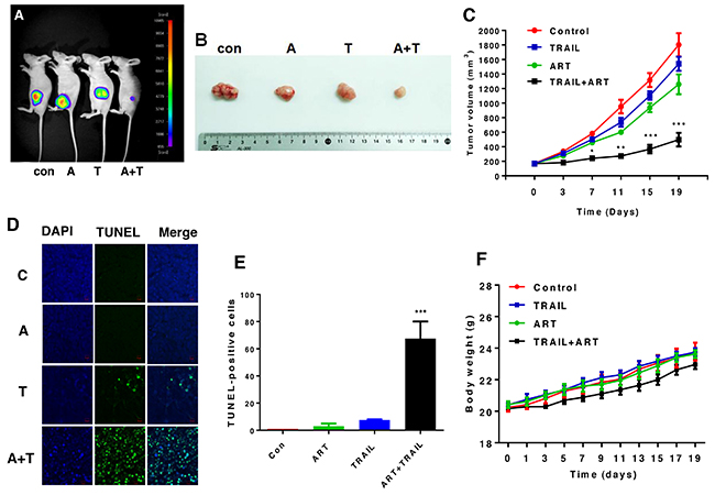 The combinatorial treatment of ART and TRAIL synergistically inhibits tumor growth.