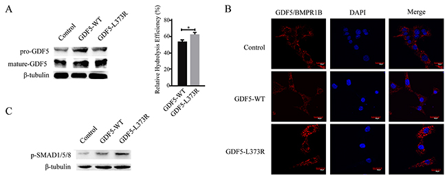 Functional analyses of the GDF5-L373R mutation.