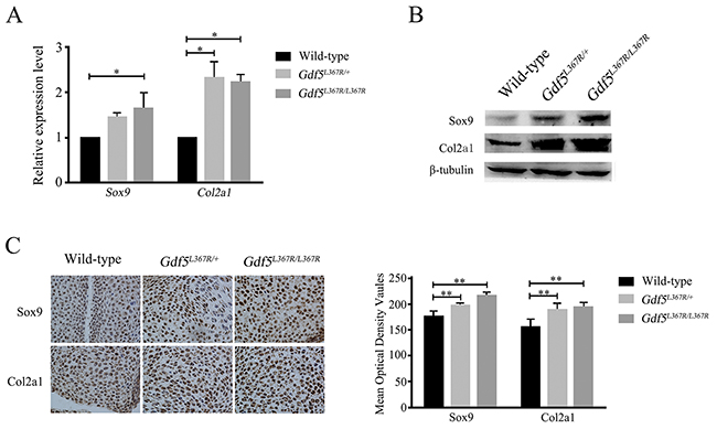 Alterations of the expression of related factors Sox9 and Col2a1 in GDF5SYM1 knock-in mice.