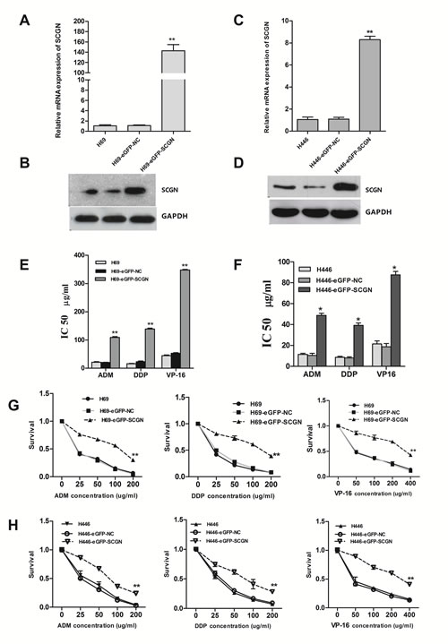 Enforced expression of SCGN in sensitive H69 and H446 cells increased its chemoresistance and survival after treated with chemotherapeutic drugs.