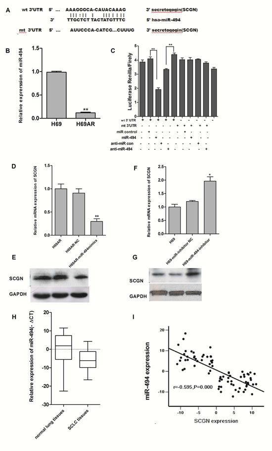 SCGN is a direct target of miR-494.