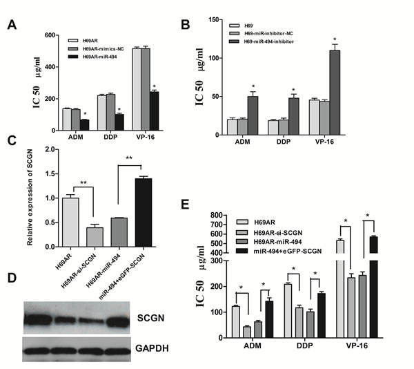 Modulation of chemoresistance by SCGN is partly mediated under miR-494.