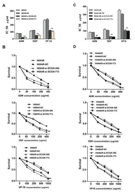 SCGN expression is associated with chemoresistance in SCLC.