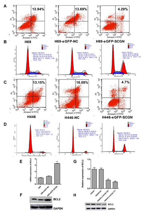 The role of SCGN in cell apoptosis and cell-cycle of sensitive SCLC cells.