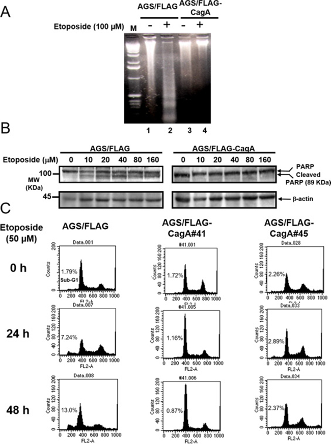CagA expression resists etoposide-induced apoptosis.