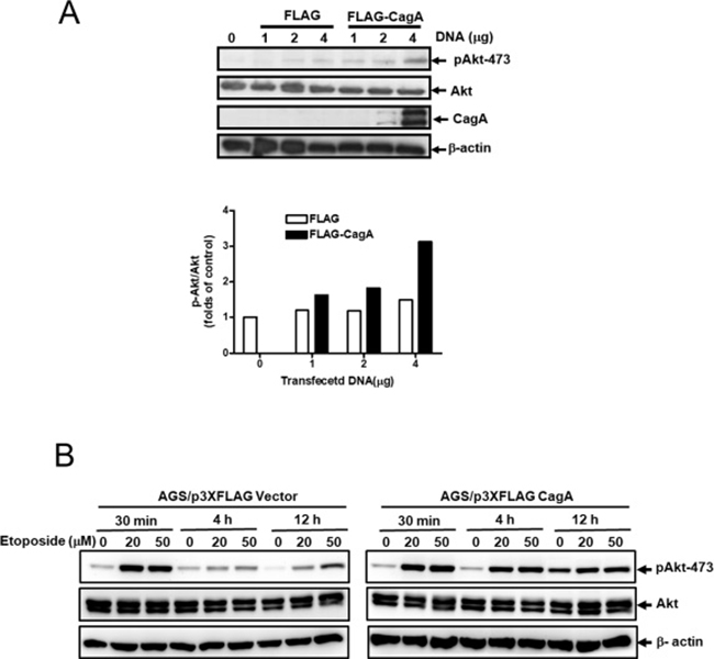 CagA expression activates Akt in gastric cancer cell.
